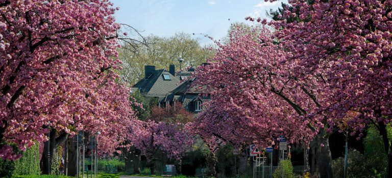 Wenn der Frühling aufblüht Wenn der Frühling aufblüht