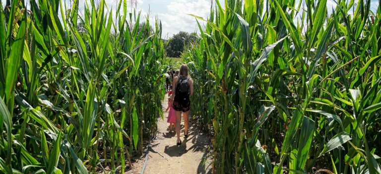 Irrgarten im Maisfeld