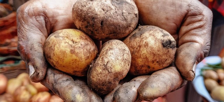 Wenn Kartoffeln auf Brot treffen Wenn Kartoffeln auf Brot treffen